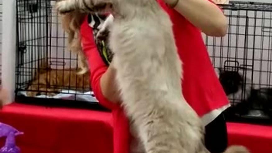 Видео с выставки3